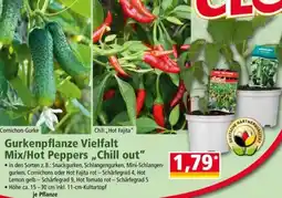 Norma Gurkenpflanze Vielfalt Mix/Hot Peppers „Chill out“ Angebot