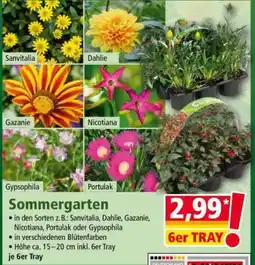 Norma Sommergarten Angebot