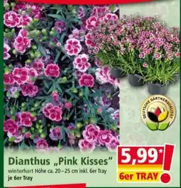 Norma Dianthus, Pink Kisses Angebot
