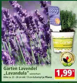 Norma Garten-Lavendel „Lavandula“ Angebot