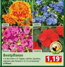 Norma Beetpflanze Angebot