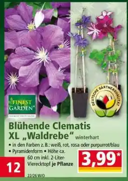 Norma Blühende Clematis XL „Waldrebe“ Angebot