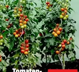 Thomas Philipps Rankhilfe Angebot