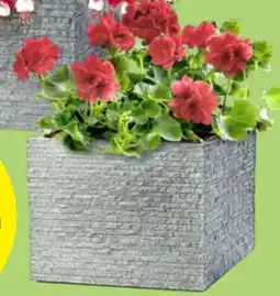 Thomas Philipps Pflanztopf Kubus Angebot