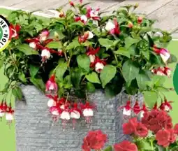 Thomas Philipps Fuchsien Angebot