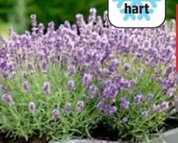 Thomas Philipps Lavendel Pflanze Angebot