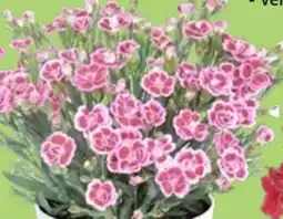 Thomas Philipps Nelken Dianthus Pink Kisses Angebot