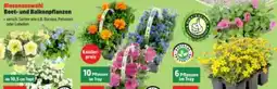 Thomas Philipps Beet- und Balkonpflanze Angebot