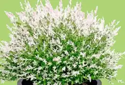 Thomas Philipps Salix-Busch Harlekin-Weide Angebot