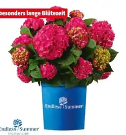 Hagebau Endless Summer Collection Hortensie Angebot