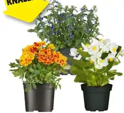 Hagebau Beetpflanzen Angebot