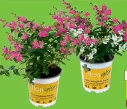 toom Baumarkt Nützlingsfreundliche Köcherblümchen Floriglory Angebot