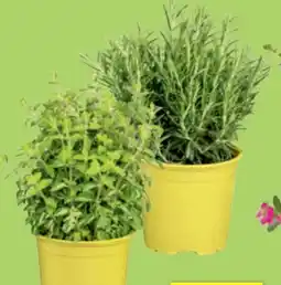 toom Baumarkt Toom Nützlingsfreundliche Kräuter Angebot