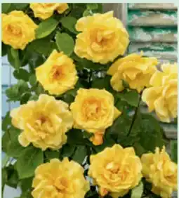 toom Baumarkt Rosen-Stamm Angebot