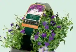 toom Baumarkt Glockenblume Angebot