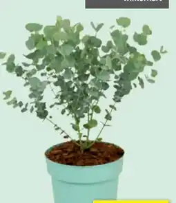 toom Baumarkt Eukalyptus Azura Angebot