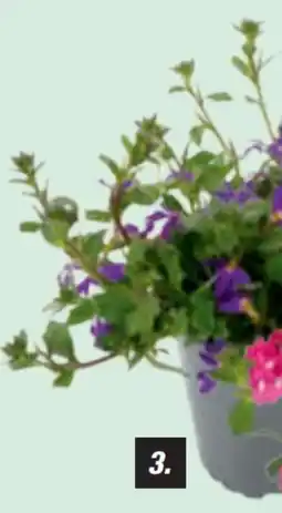 toom Baumarkt Fächerblume Angebot