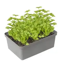 toom Baumarkt Bio-Gemüse Angebot