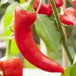 toom Baumarkt Chili-Pflanzen Angebot