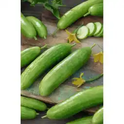 toom Baumarkt Gurken Pflanzen Angebot