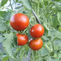 toom Baumarkt Bio Tomatenpflanze Angebot