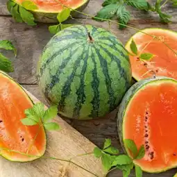 toom Baumarkt Wassermelone Pflanze Angebot