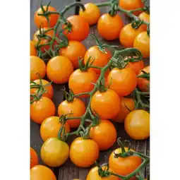 toom Baumarkt Tomatenpflanzen Angebot