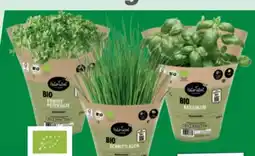 toom Baumarkt Toom Naturtalent Bio-Küchenkräuter Angebot