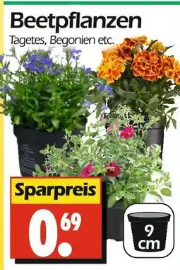 Wreesmann Beetpflanzen Angebot