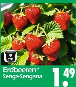 Wreesmann Erdbeeren Angebot