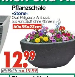 Wreesmann Pflanzschale stone Angebot