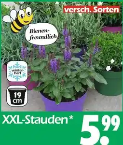 Wreesmann Xxl-stauden Angebot