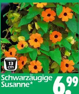 Wreesmann Schwarzäugige susanne Angebot