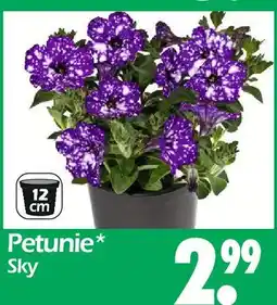 Wreesmann Petunie Angebot