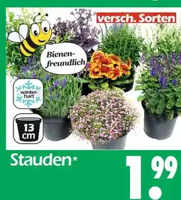 Wreesmann Stauden Angebot