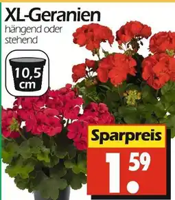 Wreesmann Xl-geranien Angebot