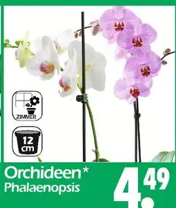 Wreesmann Orchideen Angebot