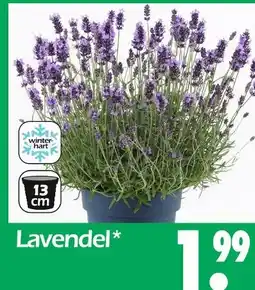 Wreesmann Lavendel Angebot