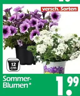 Wreesmann Sommer- blumen Angebot