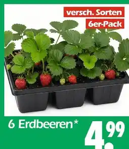 Wreesmann 6 erdbeeren Angebot