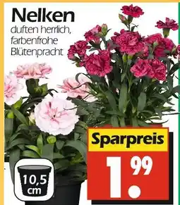 Wreesmann Nelken Angebot