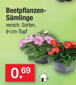 Zimmermann Beetpflanzen-sämlinge Angebot