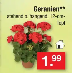 Zimmermann Geranien Angebot