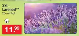 Zimmermann Xxl-lavendel Angebot
