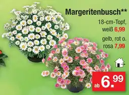 Zimmermann Margeritenbusch weiß Angebot