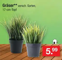 Zimmermann Gräser Angebot