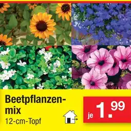 Zimmermann Beetpflanzen-mix Angebot