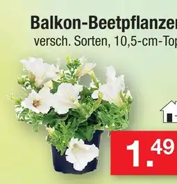 Zimmermann Balkon-beetpflanzen Angebot