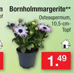 Zimmermann Bornholm margerite Angebot