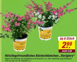 toom Baumarkt Nützlingsfreundliches köcherblümchen floriglory Angebot